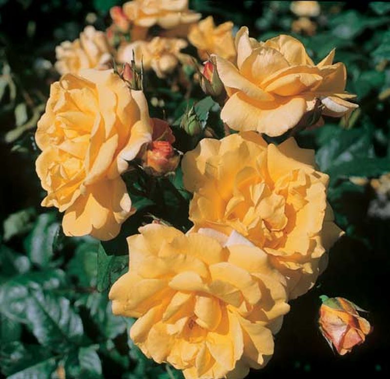 Strauchrose 'Postillion' ® ADR-Rose - Rosa 'Postillion' ® STR