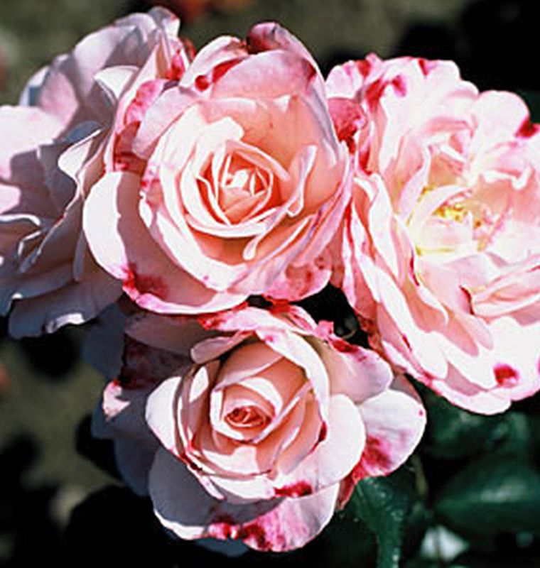 Strauchrose 'Rosenstadt Freising' ® - Rosa 'Rosenstadt Freising' ® STR