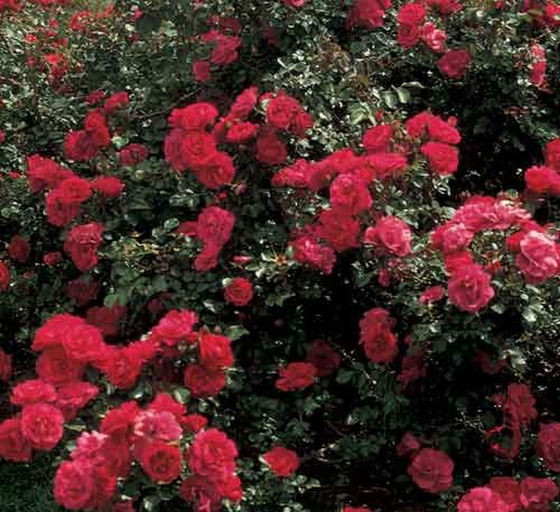 Strauchrose 'Rote Woge' ® ADR-Rose - Rosa 'Rote Woge' ® STR
