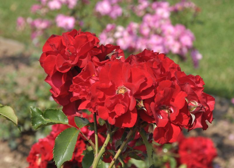 Strauchrose 'Roter Korsar' ® ADR-Rose - Rosa 'Roter Korsar' ® STR