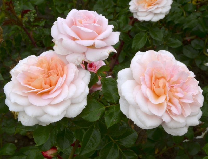 Strauchrose 'Schloss Eutin' - Rosa 'Schloss Eutin' STR
