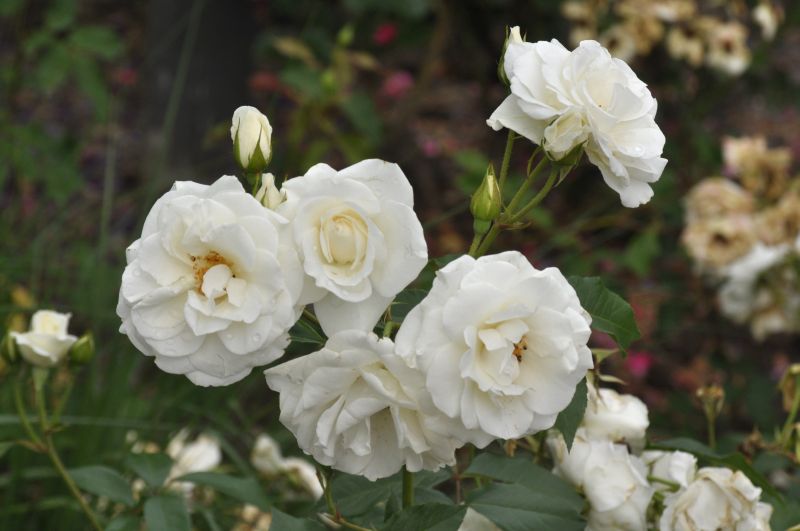 Strauchrose 'Schneewittchen' ® - Rosa 'Schneewittchen' ® STR
