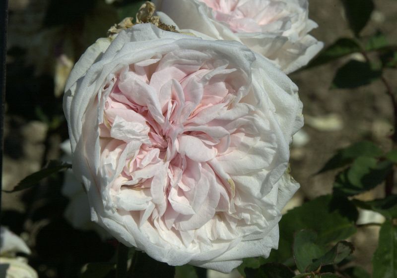 Strauchrose 'Souvenir de la Malmaison' - Rosa 'Souvenir de la Malmaison' STR