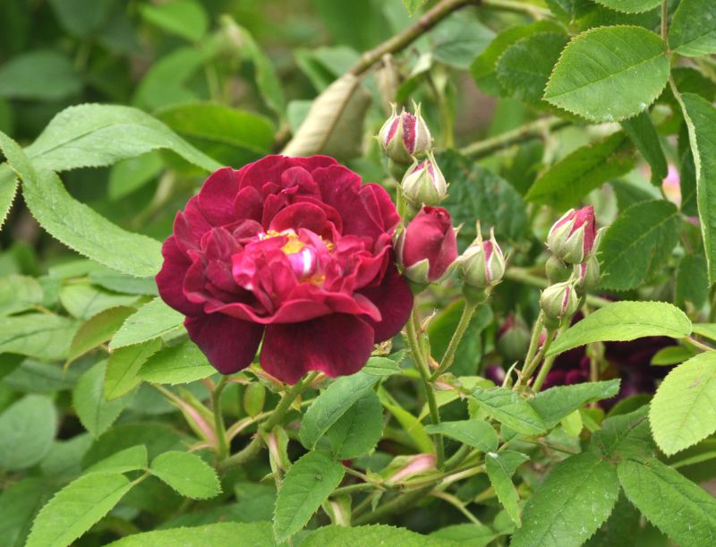 Strauchrose 'Tuscany' - Rosa 'Tuscany' STR