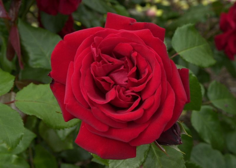 Strauchrose 'Ulmer Münster' ® - Rosa 'Ulmer Münster' ® STR