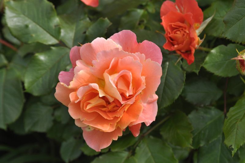 Strauchrose 'Westerland' ® - Rosa 'Westerland' ® STR