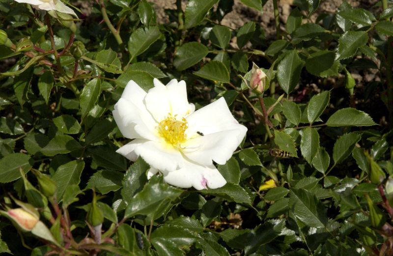 Strauchrose 'White Haze' ® ADR-Rose - Rosa 'White Haze' ® STR