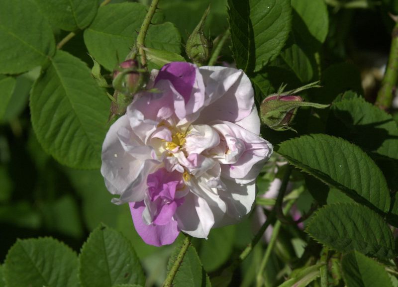 Strauchrose 'York and Lancaster' - Rosa 'York and Lancaster' STR