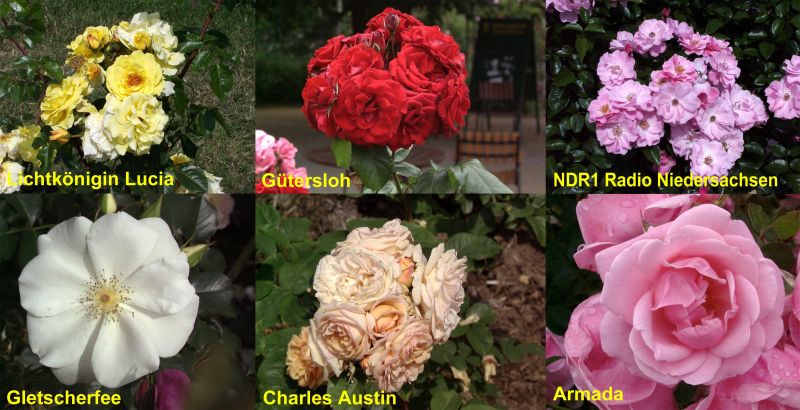Strauchrosen in Sorten STR - Strauchrosen in Sorten STR