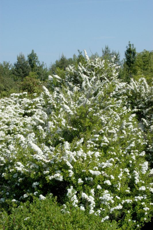 Strauchspiere 'Snowmound' - Spiraea nipponica 'Snowmound'