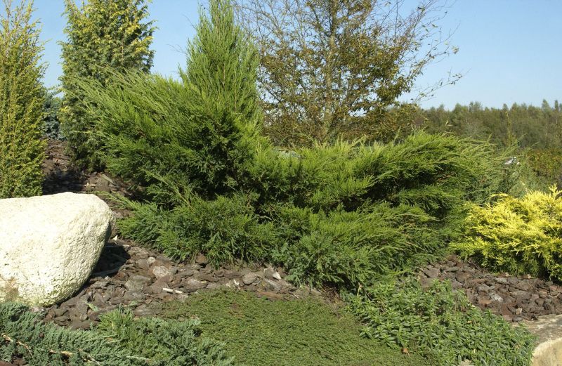 Strauchwacholder 'Mint Julep' - Juniperus media 'Mint Julep'