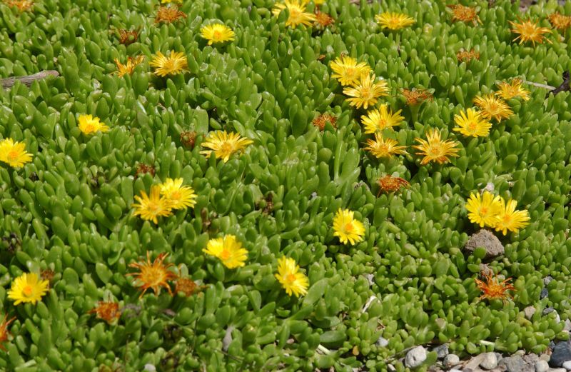 Südafrikanische Mittagsblume - Delosperma nubigenum