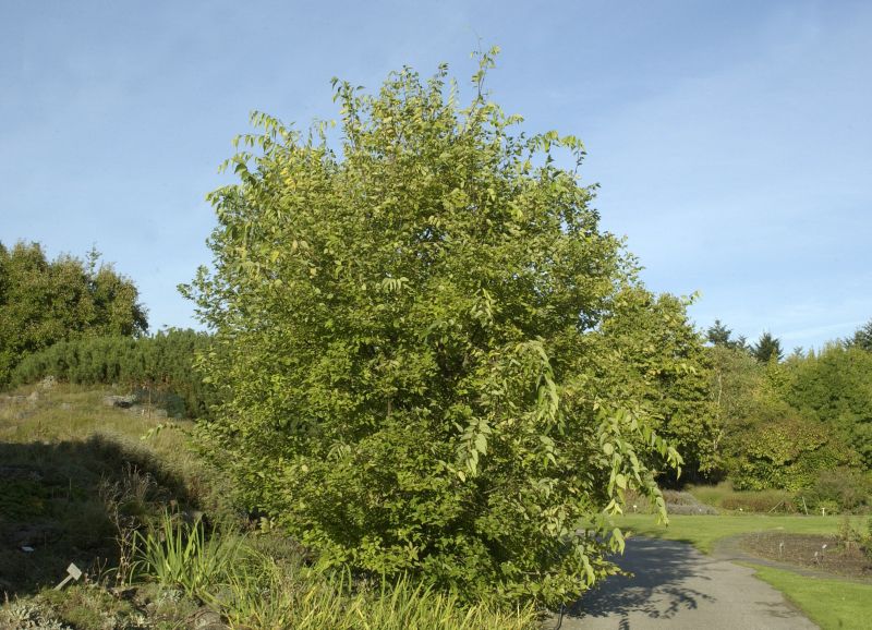 Südlicher Zürgelbaum - Celtis australis