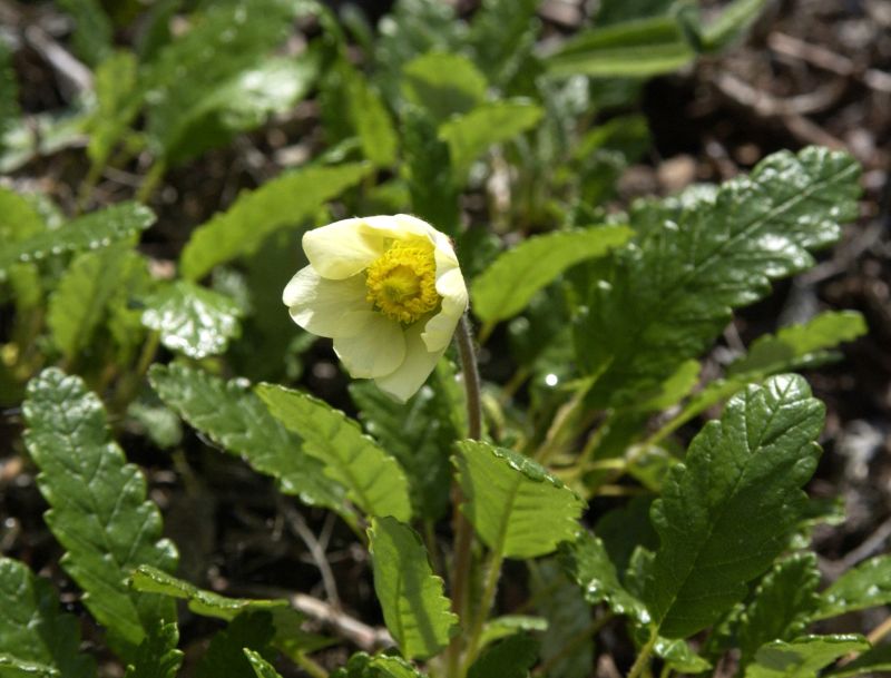 Sündermanns Silberwurz - Dryas x suendermannii