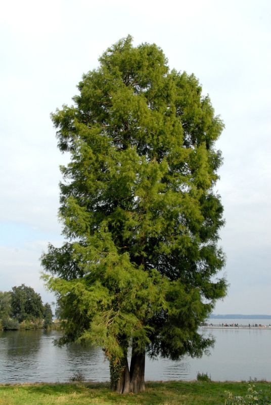 Sumpfzypresse - Taxodium distichum
