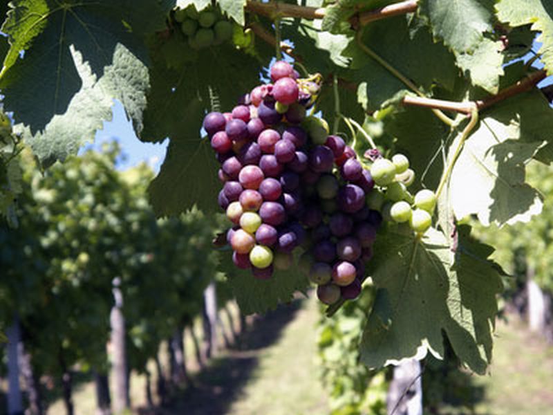 Tafeltraube 'Muscat bleu' - Vitis 'Muscat bleu'