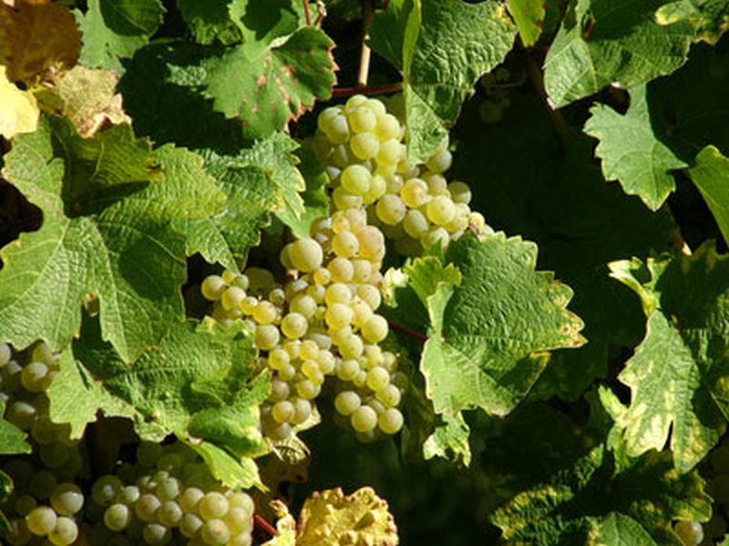 Tafeltraube 'Phönix' -S- - Vitis 'Phönix' -S-