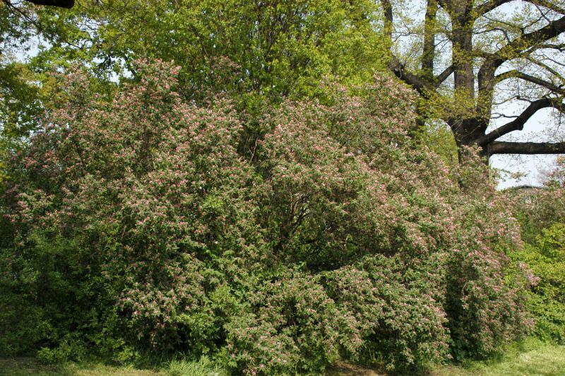 Tatar.Heckenkirsche - Lonicera tatarica