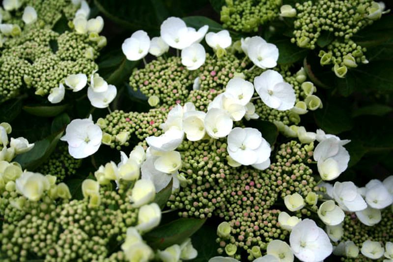 Tellerhortensie 'Teller White' - Hydrangea macrophylla 'Teller White'