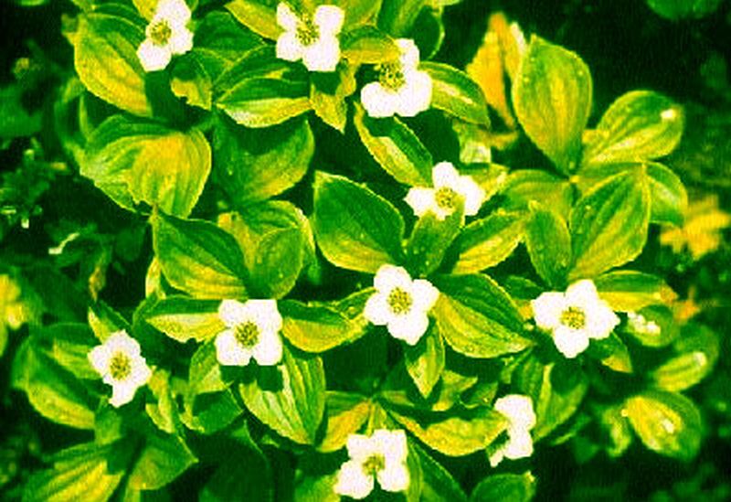 Teppich-Hartriegel - Cornus canadensis
