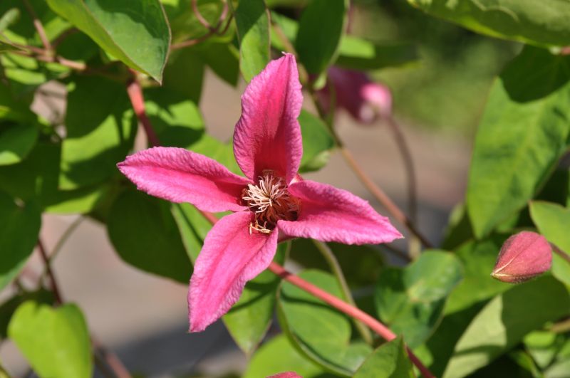 Texas-Waldrebe 'Princess Diana' - Clematis tex.'Princess Diana'