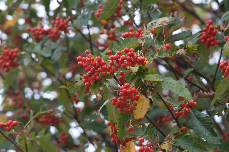 Thüringische Säulen-Eberesche - Sorbus thuringiaca 'Fastigiata'