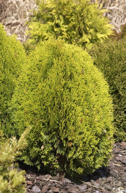 Gelber Zwerg-Lebensbaum - Thuja orientalis 'Aurea Nana'