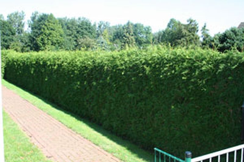 Lebensbaum 'Brabant' - Thuja occidentalis 'Brabant'