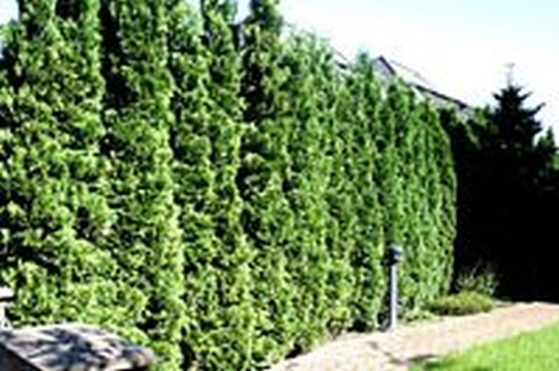 Säulen-Lebensbaum - Thuja occidentalis 'Columna'