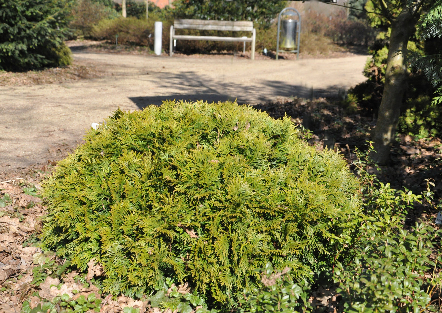 Zwergiger Kugel-Lebensbaum - Thuja occidentalis 'Danica'