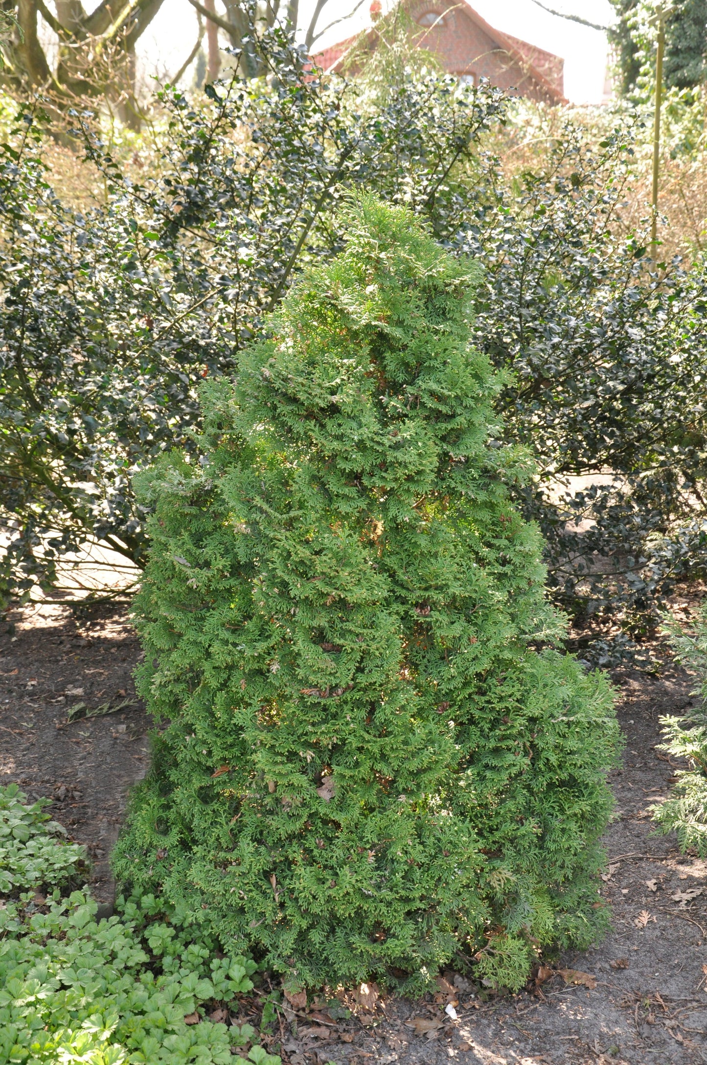 Lebensbaum 'Holmstrup' - Thuja occidentalis 'Holmstrup'