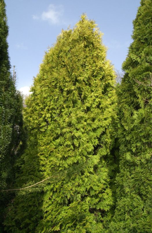 Goldener Lebensbaum - Thuja occidentalis 'Aurescens'