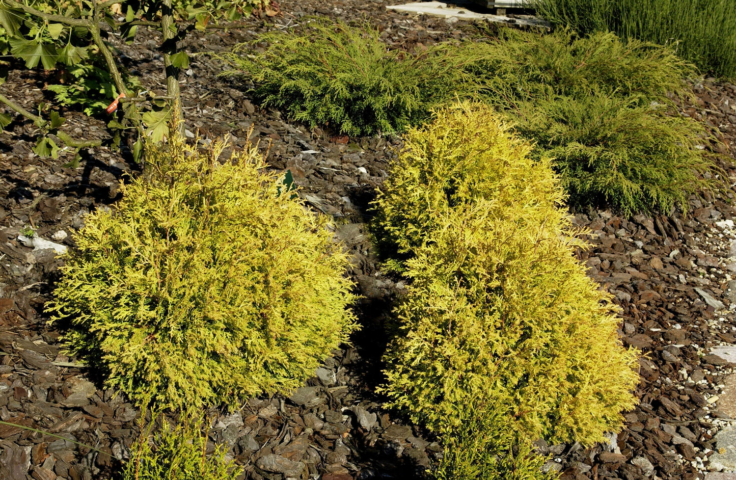 Lebensbaum 'Rheingold' - Thuja occidentalis 'Rheingold'