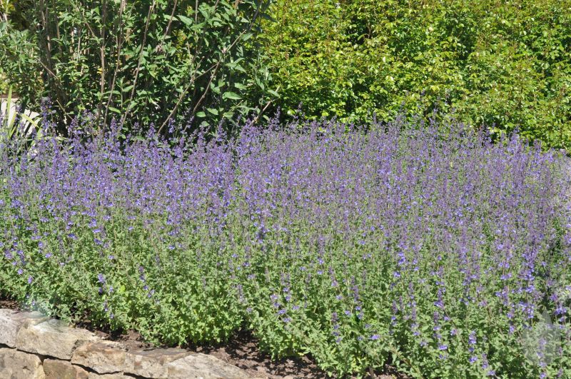 Traubige Garten-Katzenminze Walkers Low - Nepeta x faassenii 'Walker's Low'
