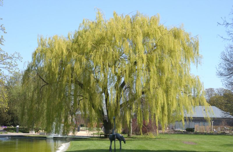 Trauerweide - Salix alba 'Tristis'
