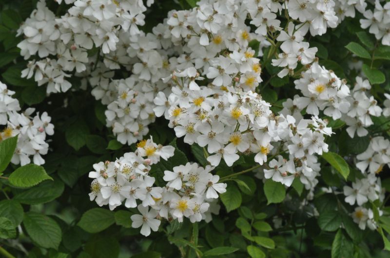 Vielblütige Rose - Rosa multiflora