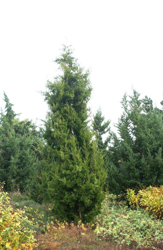 Wacholder 'Schottii' - Juniperus virginiana 'Schottii'