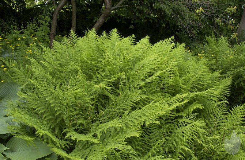Wald-Frauenfarn - Athyrium filix-femina