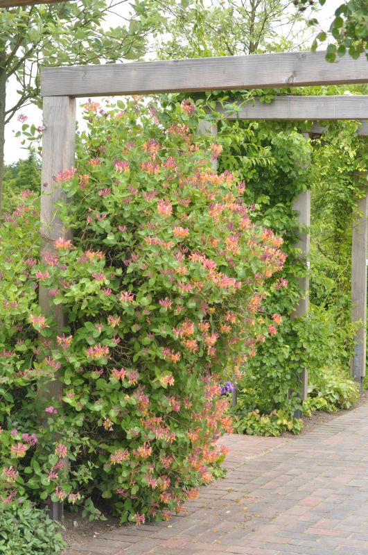 Wald-Geisschlinge 'Serotina' - Lonicera periclymenum 'Serotina'