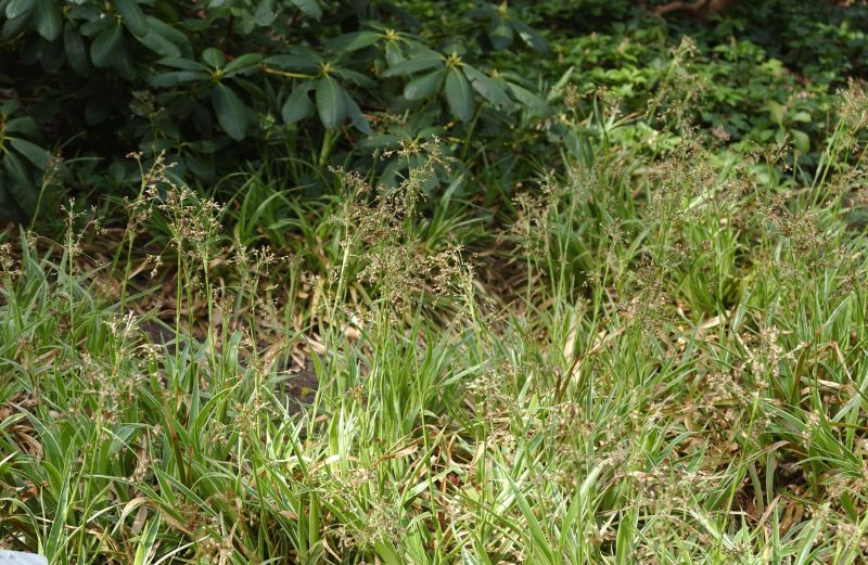 Wald-Marbel - Luzula sylvatica