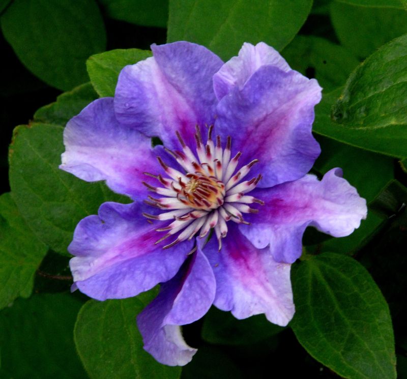 Waldrebe 'Ashva' - Clematis 'Ashva'