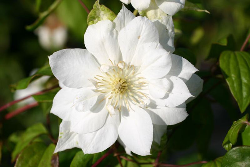 Waldrebe 'Duchess of Edinburgh' - Clematis 'Duchess of Edinburgh'