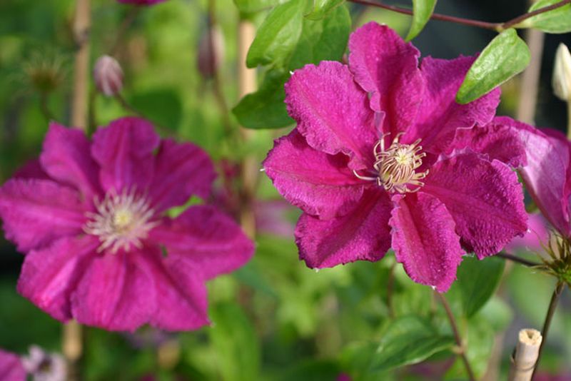 Waldrebe 'Ernest Markham' - Clematis 'Ernest Markham'