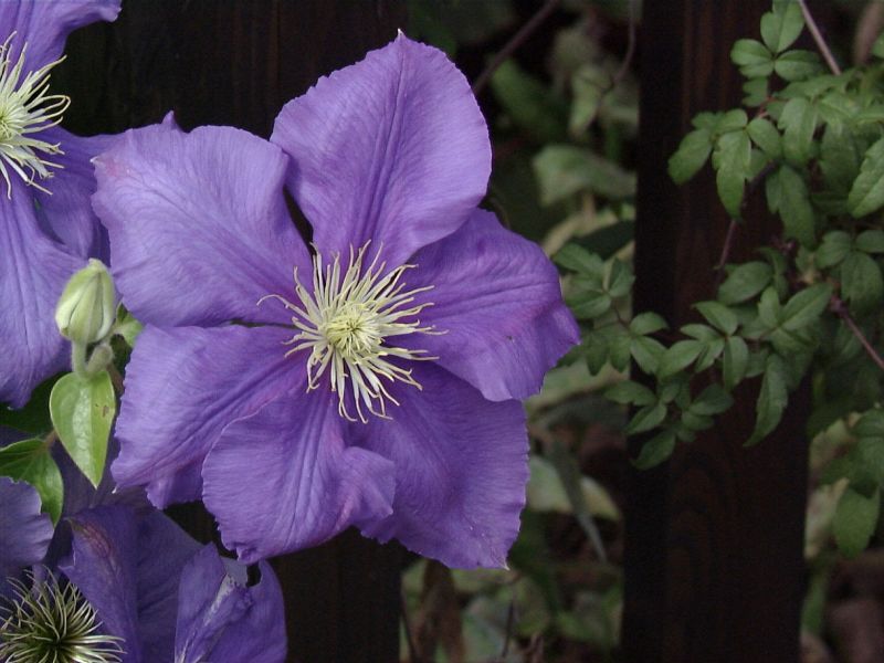 Waldrebe 'General Sikorski' - Clematis 'General Sikorski'