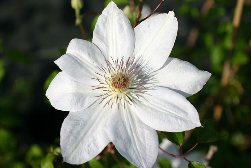 Waldrebe 'Henryi' - Clematis 'Henryi'