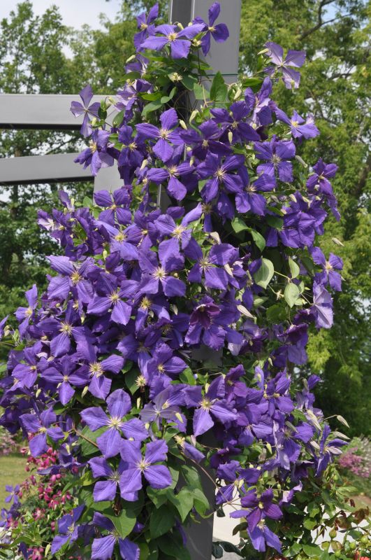 Waldrebe 'Jackmanii' - Clematis 'Jackmanii'