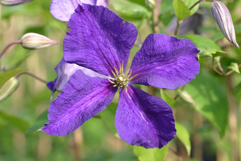 Waldrebe 'Jackmanii Superba' - Clematis 'Jackmanii Superba'