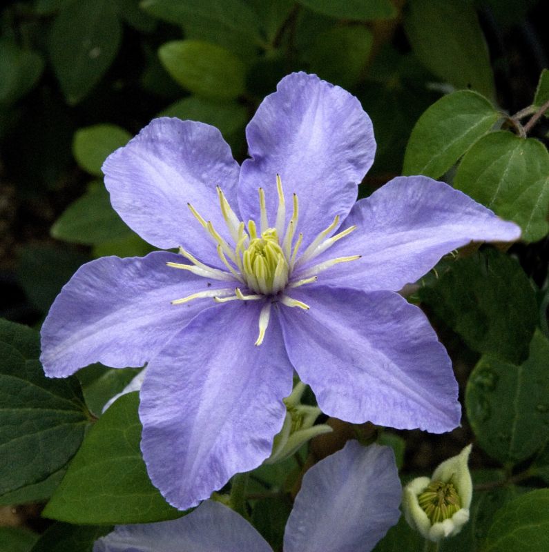 Waldrebe 'Justa' - Clematis 'Justa'
