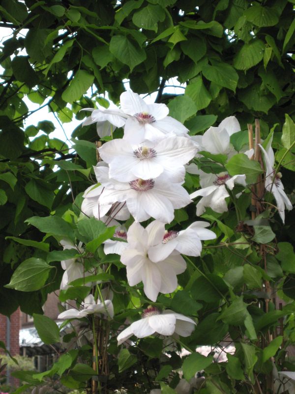 Waldrebe 'Miss Bateman' - Clematis 'Miss Bateman'