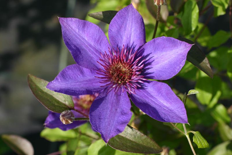 Waldrebe 'Multi Blue' - Clematis 'Multi Blue'